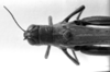 CollectionObject 1530158; c54a7000-ca7b-496c-9c9d-7961c3f25ed9: Image Carbonell, C.S. female, head and pronotum, dorsal view (syntype). (CollectionObject).