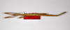 CollectionObject 1557137; b9e8cfd5-2703-4de1-a0f4-5eed5fa3f775: copyright ZMB, Berlin. female, dorsal view (syntype). (CollectionObject).;CollectionObject 1557138; 5fc68556-22dd-4594-bd84-d4e4150cbe92: copyright ZMB, Berlin. female, dorsal view (syntype). (CollectionObject).