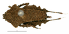 CollectionObject 1506784; f8efe573-e0b9-4679-b326-a32ac9f3f7cc: female, dorsal view (holotype). (CollectionObject).