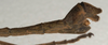 CollectionObject 1562046; NMW 1068, 1d784ef5-bf32-4083-b2e0-c90648a61225: copyright NMW, Vienna. male: head and thorax, lateral view of synonym Sosibia dubia (lectotype). (CollectionObject).