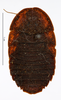 CollectionObject 1587368; MNHN(SF IMPORT DUPLICATE) MNHN-EP-EP996, 9a8b3f6d-bb9e-4aef-9345-18955599d6e7: CC BY-NC-ND 4.0/MNHN - Depraetere Marion - 2014. Holotype, female, of scaberrimus Princis, 1963. Specimen number: MNHN-EP-EP996. http://coldb.mnhn.fr/catalognumber/mnhn/ep/ep996. (CollectionObject).