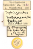 labels (syntype). Depicts CollectionObject 1592221; ff2ead38-5085-45f8-9029-df12b7ebd3eb, a CollectionObject.