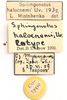 CollectionObject 1592221; ff2ead38-5085-45f8-9029-df12b7ebd3eb: labels (syntype). (CollectionObject).
