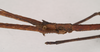 CollectionObject 1559519; f59865d1-9e15-42a5-afec-c985e4c543a2: copyright Natural History Museum, London. male: head, lateral view (paratype). (CollectionObject).;CollectionObject 1559520; 0d2dd073-5988-4e12-afbc-fefb1724a3e5: copyright Natural History Museum, London. male: head, lateral view (paratype). (CollectionObject).