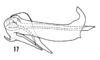 Aedeagus, lateral view: (Observation).