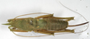 CollectionObject 1539572; f8772052-5264-43df-a74f-4375e2497bf9: female, dorsal view (holotype). (CollectionObject).