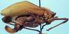 CollectionObject 1522746; 221228d1-36b1-41a4-bd22-40a80bb30d7d: female (holotype). (CollectionObject).
