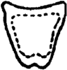 Connective on Apheliona Kirkaldy, 1907: Connective. (Observation).