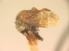 Coccosterphus Stål, 1869: _Coccosterphus obscurus_. (Otu).