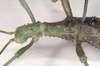 CollectionObject 1562201; 87c619d7-1409-4705-af76-184c723c119a, NHMUK(SF IMPORT DUPLICATE) 845219: copyright Natural History Museum, London. male: head and thorax, lateral view of Eurycantha olivacea (holotype). (CollectionObject).