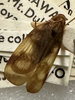 Habitus, dorsal view: !! display not done !! on Varma fervens (Walker, 1857): (Observation).