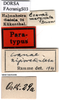 CollectionObject 1567402; 4ebad7ff-47d1-47d1-9a97-aaf8c669238e: labels (syntype). (CollectionObject).