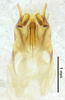 CollectionObject 1523750; 923d7aab-11c5-45ac-bff4-954e3d61f066: male genitalia, ventral view (holotype). (CollectionObject).