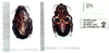 Panesthia angustipennis cognata Bey-Bienko, 1969: female nymph. (Otu).