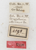 CollectionObject 1532186; NMW No. 4098, 70a6142f-fcce-4057-80d9-f3ce34faae2b: labels (syntype). (CollectionObject).