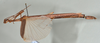 CollectionObject 1561452; USNM(SF IMPORT DUPLICATE) 7348, 4ff01786-ae5b-4855-99ed-4e59e6f66f97: copyright USNM, Washington. female, lateral view (holotype). (CollectionObject).