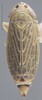 Habitus, dorsal view on Amblysellus dorsti (Oman, 1940): Dorsal. (Observation).