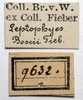 labels (syntype). Depicts CollectionObject 1532356; d3d2481f-acbd-4cb1-a44f-08adeb080d3c, a CollectionObject.