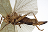 CollectionObject 1529733; 56738053-1ee8-455b-a7f7-dc78c1e24cb7: female, lateral view (holotype). (CollectionObject).
