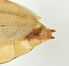 CollectionObject 1561222; 8a0a2a9e-096a-4f6a-abba-2291f255338b: copyright QM. male: end of abdomen, dorsal view (holotype). (CollectionObject).