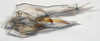 Pygofer, lateral view: (Observation).;Pygofer, lateral view: (Observation).