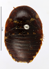 CollectionObject 1587343; MNHN(SF IMPORT DUPLICATE) MNHN-EP-EP1371, b91f113e-5a20-41ea-94cd-2771f47f1f5c: CC BY-NC-ND 4.0/MNHN - Depraetere Marion - 2014. Type, female, of nugax Rehn, 1937. Specimen number: MNHN-EP-EP1371. http://coldb.mnhn.fr/catalognumber/mnhn/ep/ep1371. (CollectionObject).