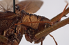 CollectionObject 1534506; ce5c044c-63a5-4c64-bd5b-3821a3e5c63a: male pronotum, lateral view (holotype). (CollectionObject).