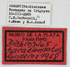 CollectionObject 1565550; MLP3380', 18083aa9-3ef6-463c-b38e-b3e3e62f1998: labels (paratype). (CollectionObject).