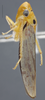 Habitus, lateral view on Cuitlana venusta (Stål, 1864): Lateral. (Observation).