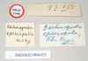 CollectionObject 1557409; NHMUK(SF IMPORT DUPLICATE) 844925, aec714da-ab35-4aa6-987c-746d0eb5e90d: copyright Natural History Museum, London. female, data labels [rectangular label reversed] (syntype). (CollectionObject).