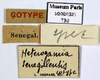 CollectionObject 1587473; MNHN(SF IMPORT DUPLICATE) MNHN-EP-EP730, af88036f-bb0b-4601-80b9-300e5fde7534: CC BY-NC-ND 4.0/MNHN - Depraetere Marion - 2014. Type, female, of senegalensis Chopard, 1929. Specimen number: MNHN-EP-EP730. http://coldb.mnhn.fr/catalognumber/mnhn/ep/ep730. (CollectionObject).