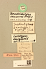CollectionObject 1517774; fb197175-fcf0-4e05-a487-8ae1d6d8e292, MNHN010362917: labels (syntype). (CollectionObject).
