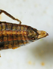 CollectionObject 1498701; f3c2b604-a8b0-4e3b-98ea-d4905aaa5248: female abdomen tip, dorsal view. (CollectionObject).
