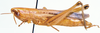 Tristria angolensis Bolívar, 1890: female, lateral view. (Otu).