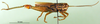CollectionObject 1598193; e7dac743-d8e6-4334-8c84-58cef7d22646, DORSA BA000079S01: male, lateral view (holotype). (CollectionObject).