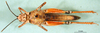 CollectionObject 1580260; d988f18b-4a78-4847-80a3-6b32d1f96635: female, ventral view (paralectotype). (CollectionObject).