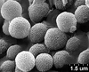 Brochosomes: !! display not done !! on Cuerna alba Oman & Beamer, 1944: CR822 | U.S.A., New Mexico Roosevelt Co., 6.5mi S Tolar | 7/10/1977 | CSCA. (Observation).