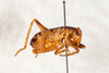 CollectionObject 1475078; 3d8b6814-7d93-44ce-8061-68ae0ef855dc: male, lateral view (holotype). (CollectionObject).