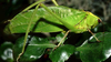 Stilpnochlora couloniana (Saussure, 1861): male (Monroe Co., FL, USA). (Otu).