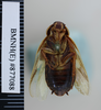 CollectionObject 1573274; 5763f118-c844-420d-afdf-a6def99d6f4a: Copyright NHM, London. Female: ventral view, non-type. (CollectionObject).