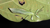 Walaphyllium monteithi (Brock & Hasenpusch, 2003): Copyright Jack Hasenpusch. Male: Queensland, Garradunga, near Innisfail. (Otu).