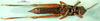 CollectionObject 1501086; 43a33986-35ad-44e3-9ada-8f300f9fa51d, DORSA BA000289S01: male, ventral view (holotype). (CollectionObject).