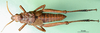 CollectionObject 1501049; 37dfa6ea-641d-4280-a4dd-23ad6854ce56: male, dorsal view (holotype). (CollectionObject).