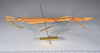 CollectionObject 1558686; 6f221c7a-208e-4d07-9599-d5d99b894f36: copyright ANSP. female, lateral view (syntype). (CollectionObject).