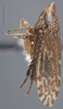 Habitus, lateral view on Anoscopus albiger (Germar, 1821): Lateral. (Observation).
