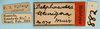 Other on Delphacodes securigera Muir, 1926: (Observation).