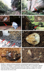 Eupolyphaga hanae Qiu, Che & Wang, 2018: (Otu).