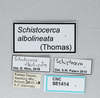 CollectionObject 2856580; d5a01e0b-daf0-4ec8-aa67-f39a12068f0f, CNCI 981414: Schistocerca albolineata. (CollectionObject).