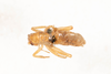 CollectionObject 1531193; c0ca01db-c9df-4703-9cd8-6a15e5ed9722: female, dorsal view (holotype). (CollectionObject).