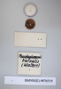 Pseudoglomeris tarsalis (Walker, 1868): Copyright NHM, London. Lectotype female of Perisphaeria tarsalis, data labels (reversed). (Otu).